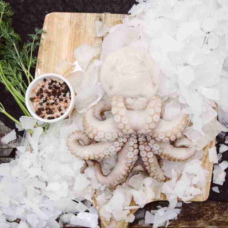 Medium Octopus
