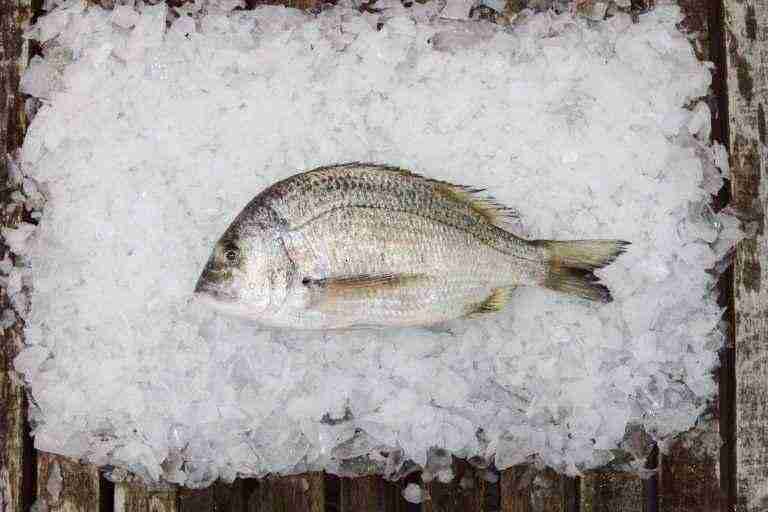 Bream