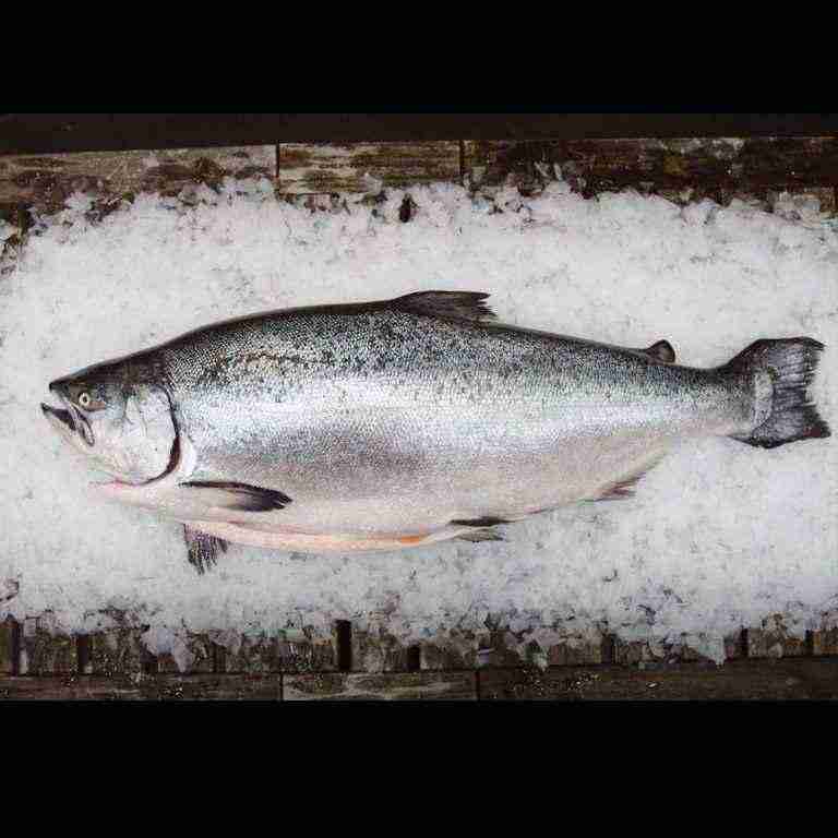 King Salmon