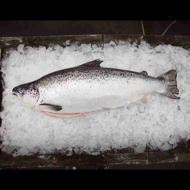 Tasmanian Atlantic Salmon