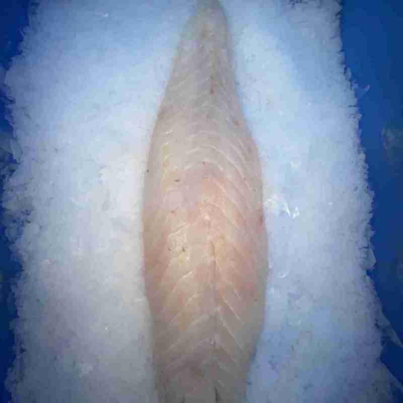 Grouper Fish Fillet