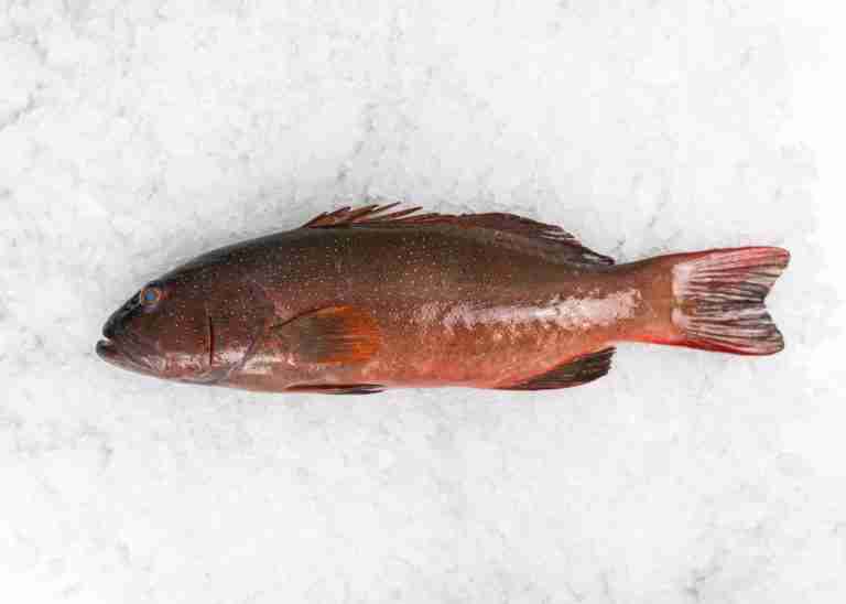 Coral Trout Wholefish