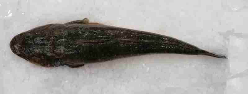 Fish Supplied Dusky Flathead