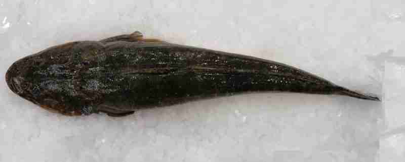 Fish Supplied Dusky Flathead