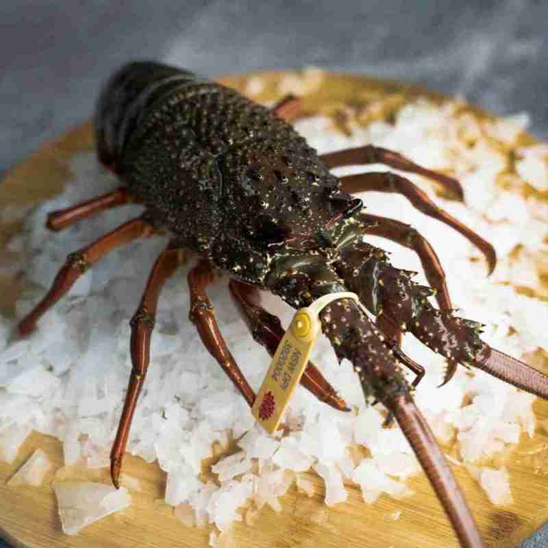 Live Eastern Rock Lobster