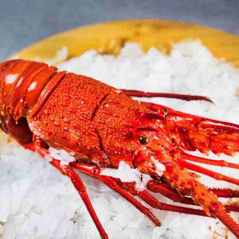 Cooked Western Rock Lobster