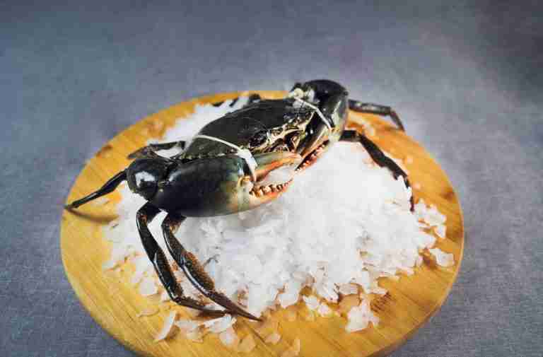 Mud Crab